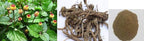 Bestdeal Anacyclus Pyrethrum Root Powder - 100g - image 3