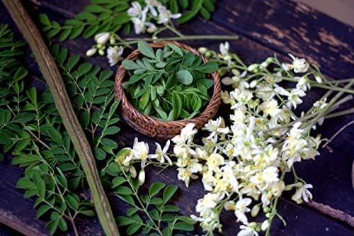 Generic Moringa Flower Powder Herbal Supplement - 100g - image 3