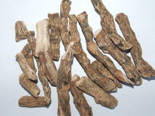 SANAA ZESTY Calamus Root Organic Ayurvedic Herb - 4 Pack