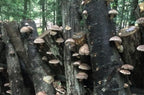 bodi : Shitake Mushroom Powder