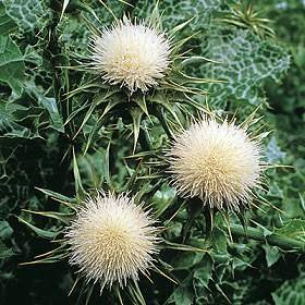 Hazzard's Milk Thistle Silybum marianum Seeds - 100 Count