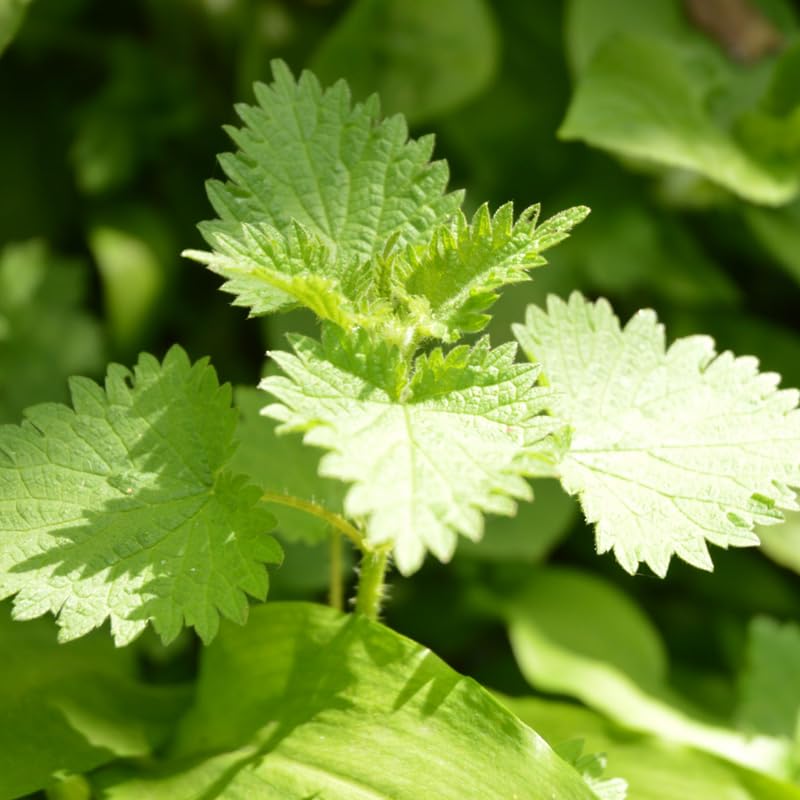 YOKEBOM Stinging Nettle Live Plants Herb - 3 Count - image 3