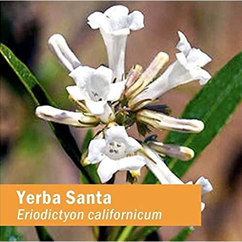 Herb Pharm Yerba Santa Liquid Extract for Respiratory Support - 1 Fl Oz - image 7