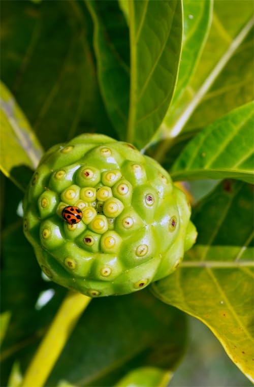 Maui Medicinal Herbs Noni 400mg Organic - 240 Vegetarian Capsules - image 5