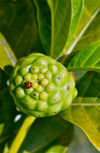 Maui Medicinal Herbs Noni 400mg Organic - 240 Vegetarian Capsules - image 5