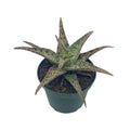 BubbleBlooms White Aloe Snowflake Aloe - 4 Inch Pot