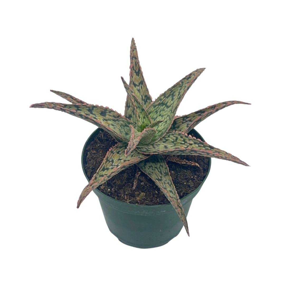 BubbleBlooms White Aloe Snowflake Aloe - 4 Inch Pot