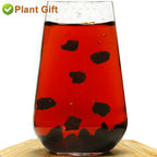 Plant Gift Chaga Mushroom Tea Chunks - 125g - image 8