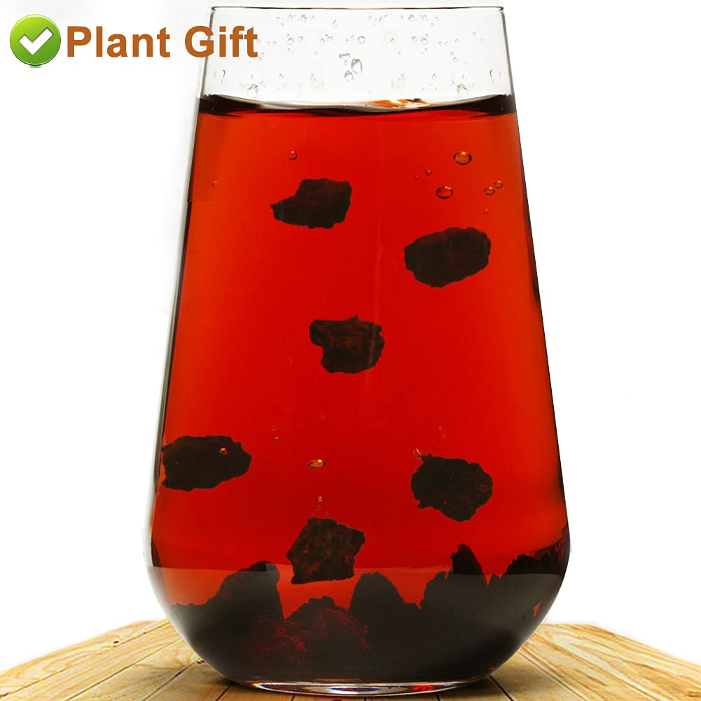 Plant Gift Chaga Mushroom Tea Chunks - 125g - image 8