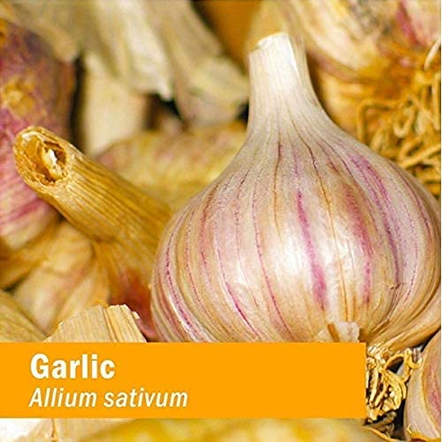 Herb Pharm Garlic Liquid Extract for Cardiovascular Support - 4 Fl Oz - image 6