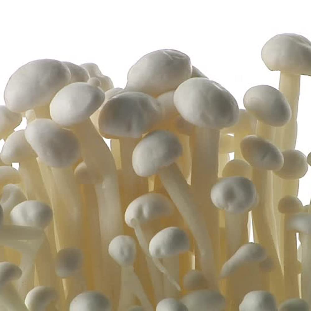 Mushroom Liquid Culture Syringe - Spore Free Live Mycelium