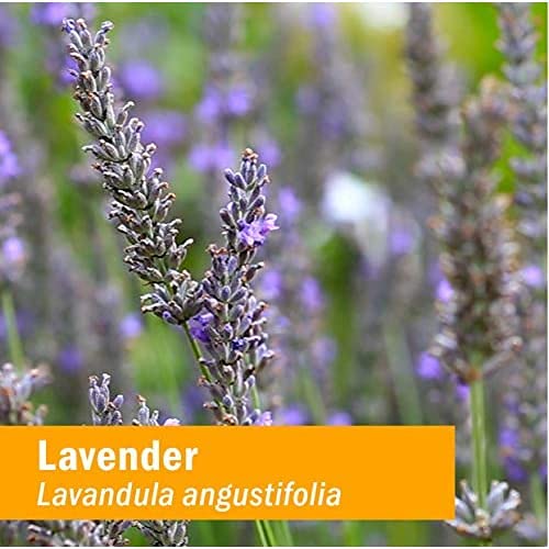 Herb Pharm Certified Organic Lavender Flower Liquid Extract - 1 Fl Oz - image 7