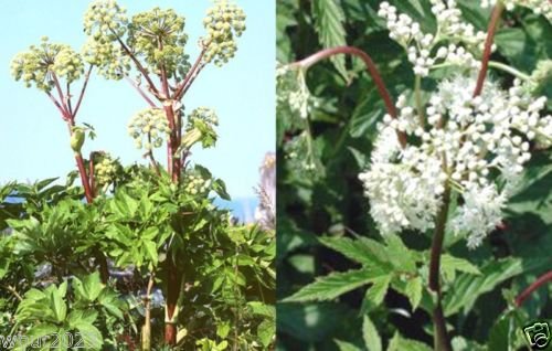 Caribbean Garden Seed Female Ginseng Dong Quai Seeds - 30 Count - image 2