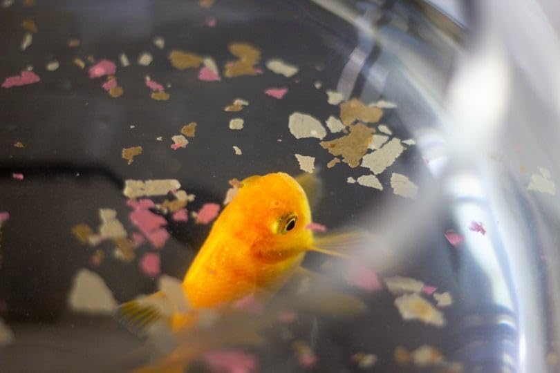 Aquatic Foods Inc. Koi & Pond Fish Krill Flakes. Arctic Krill Flakes