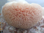Forest Organics Lion's Mane Mushroom Culture Syringe - 10cc - image 4