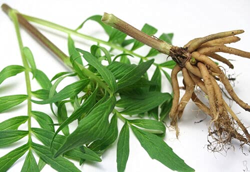 Nature Tea Valerian Root Dried Loose Cut - 2 oz - image 3