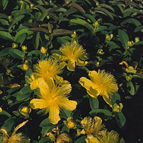 Pase Seeds Hypericum St John's Wort Calycinum Perennial Seeds - 50 Count