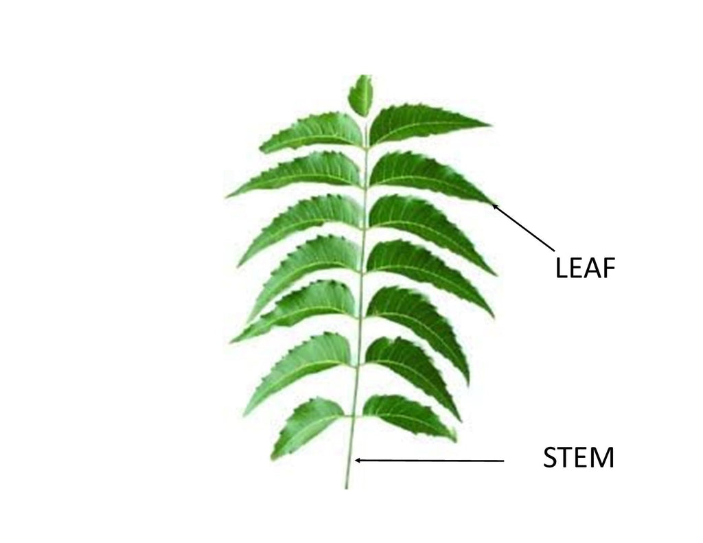 Hilltop Fresh Organic Neem Leaves - 50 Leaves - image 2