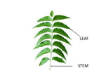 Hilltop Fresh Organic Neem Leaves - 50 Leaves - image 2