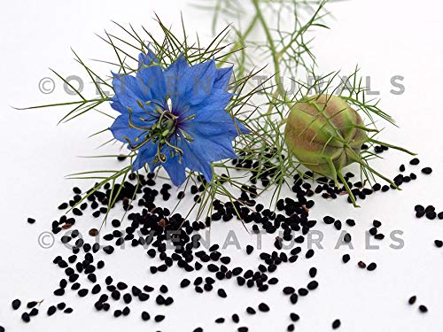 Gye Nyame Black Seed Bitters with Moringa Liquid - 3 x 16 fl oz - image 3