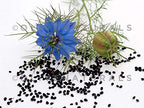 Gye Nyame Black Seed Bitters with Moringa Liquid - 3 x 16 fl oz - image 3