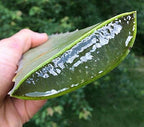 Barbadensis Organic Aloe Vera Leaves - 3 Pounds - image 4