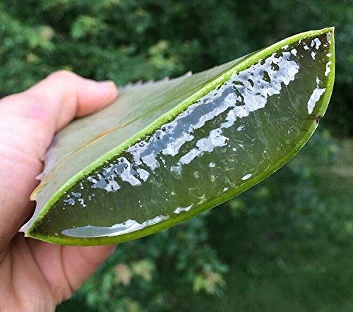 Barbadensis Organic Aloe Vera Leaves - 3 Pounds - image 4