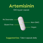 BESTVITE Artemisinin 500mg Immune Support - 120 Vegetarian Capsules - image 5