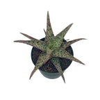 BubbleBlooms White Aloe Snowflake Aloe - 4 Inch Pot - image 5