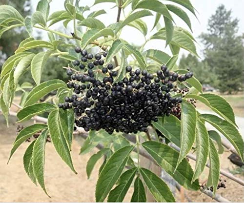 Organic Elderberry Drops Immune Support - 1 Fl Oz - image 4