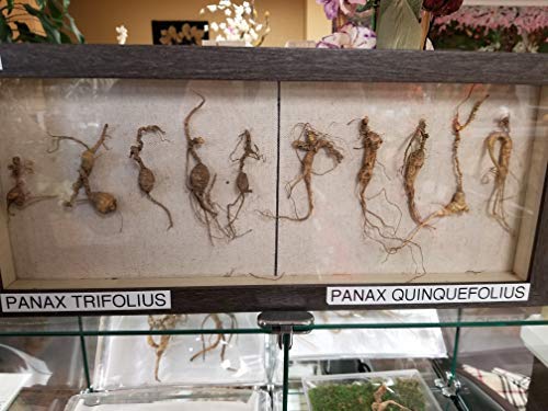ANDYKINGPARTS American Wild Ginseng Root Appalachian - 65g - image 3