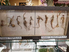 ANDYKINGPARTS American Wild Ginseng Root Appalachian - 65g - image 3