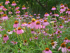 Colorado Hardy Plants Echinacea Purpurea Purple Cone Flower - 6 Pack - image 2