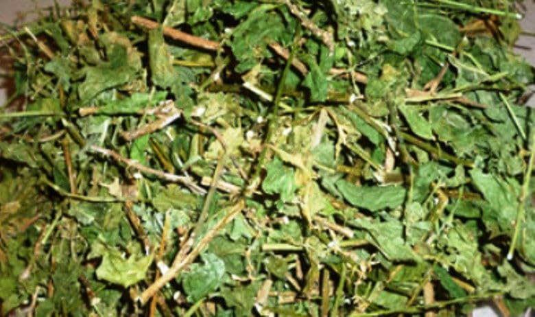 Generic Jamaican Guinea Hen Weed 100% Roots and Leaves - 1/2 oz - image 2