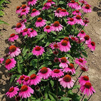 bodi : Echinacea Purpurea Flower Cut Dried