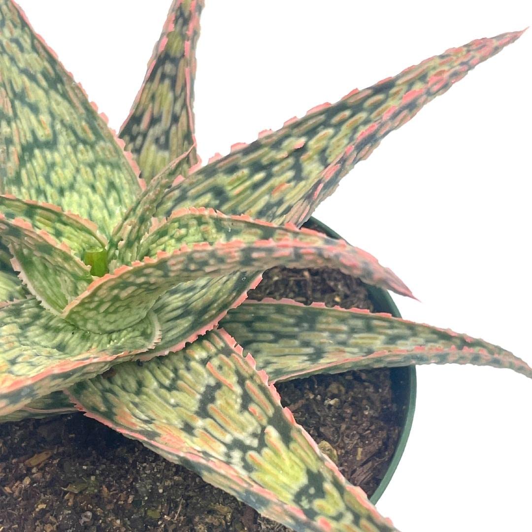 BubbleBlooms White Aloe Snowflake Aloe - 4 Inch Pot - image 3