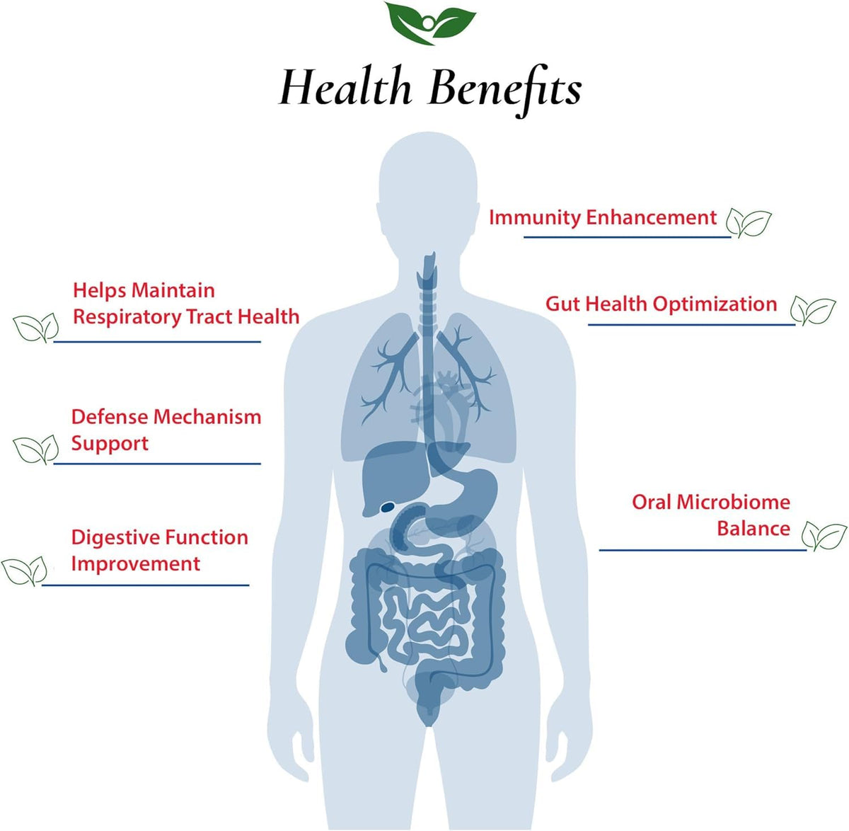 Foods For Gut Lactobacillus Salivarius Probiotic Powder - 30g - image 4