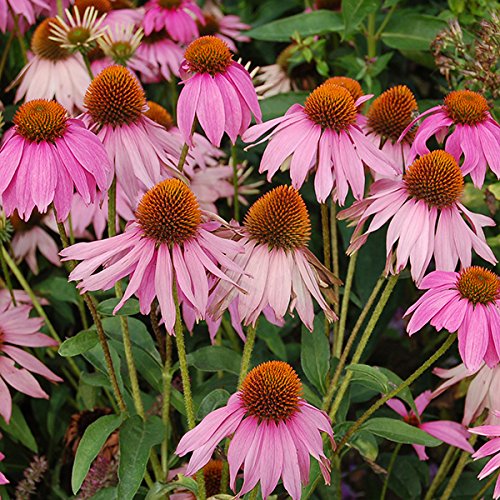Nuts n' Cones Echinacea angustifolia Seeds - 160 Count