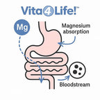 Vita4Life Magnesium Citrate 420mg High Absorption - 240 Capsules - image 5