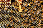 apipharma Vitarojal Royal Jelly with Honey, Vitamin C & Zinc - 10 Vials - image 7