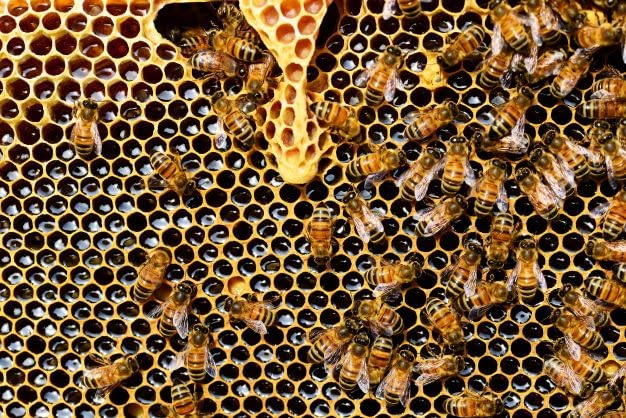 apipharma Vitarojal Royal Jelly with Honey, Vitamin C & Zinc - 10 Vials - image 7