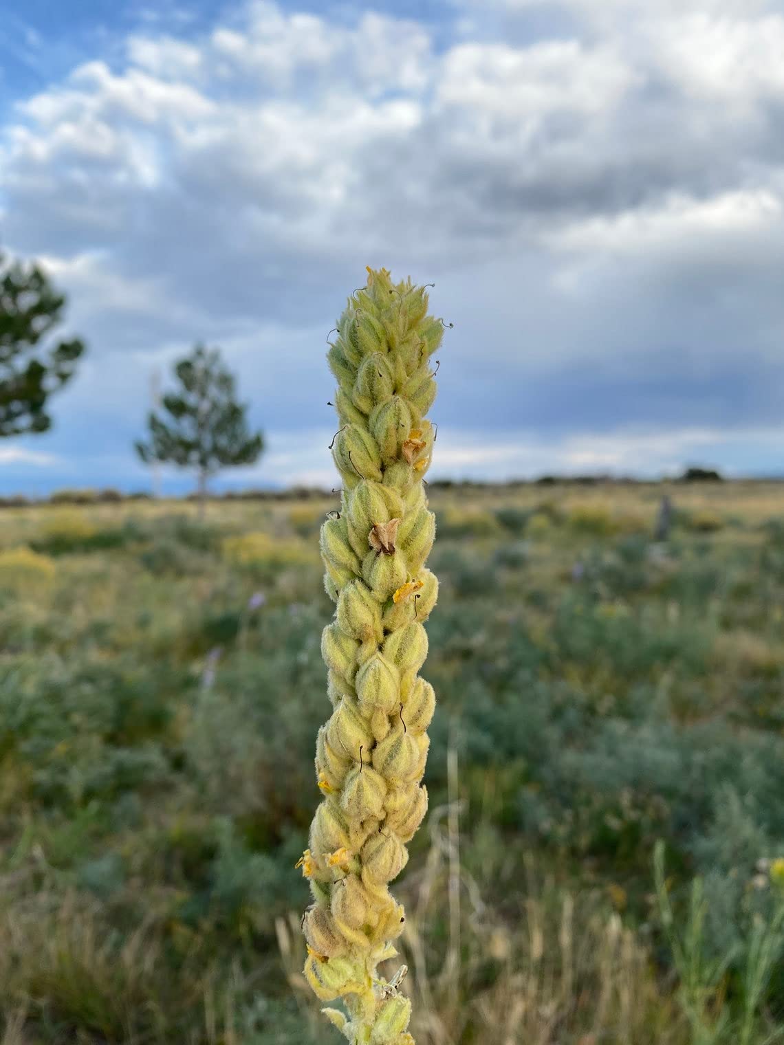 Undelio Mullein Leaf Tea