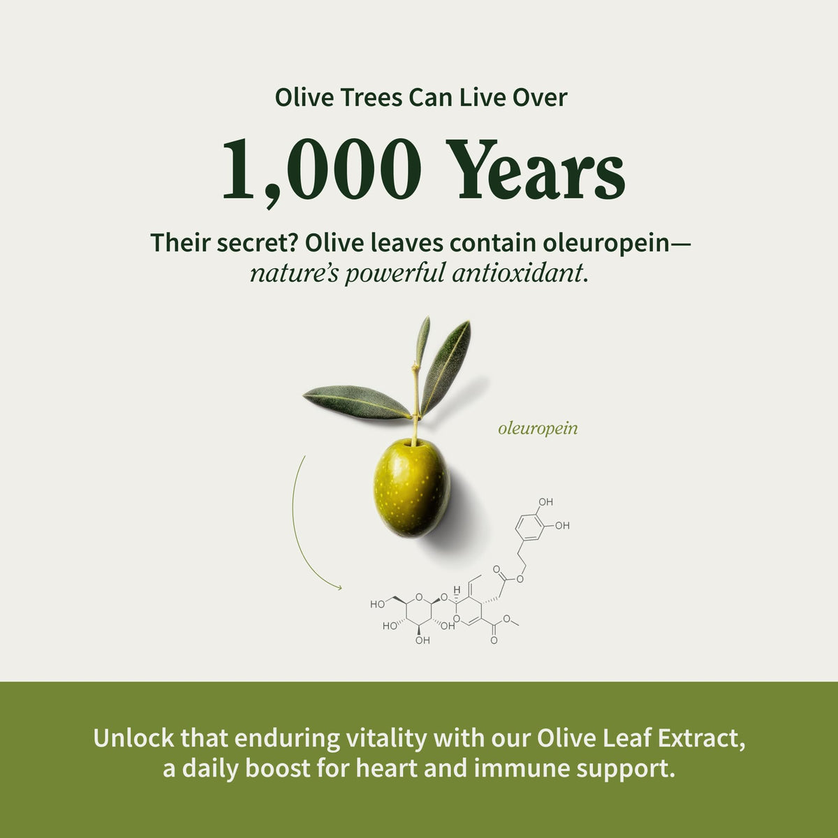 Snap Supplements Olive Leaf Extract 40% Oleuropein - 60 Capsules - image 5