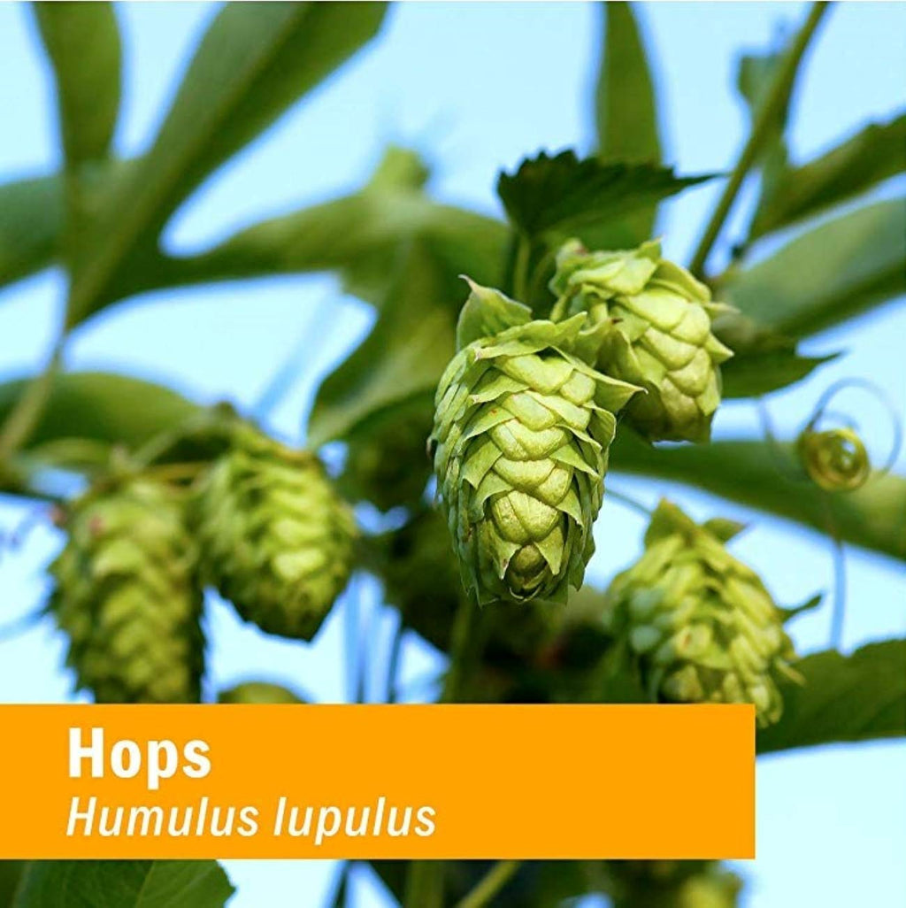 Herb Pharm Hops Liquid Extract for Nervous System Support - 4 Fl Oz - image 2