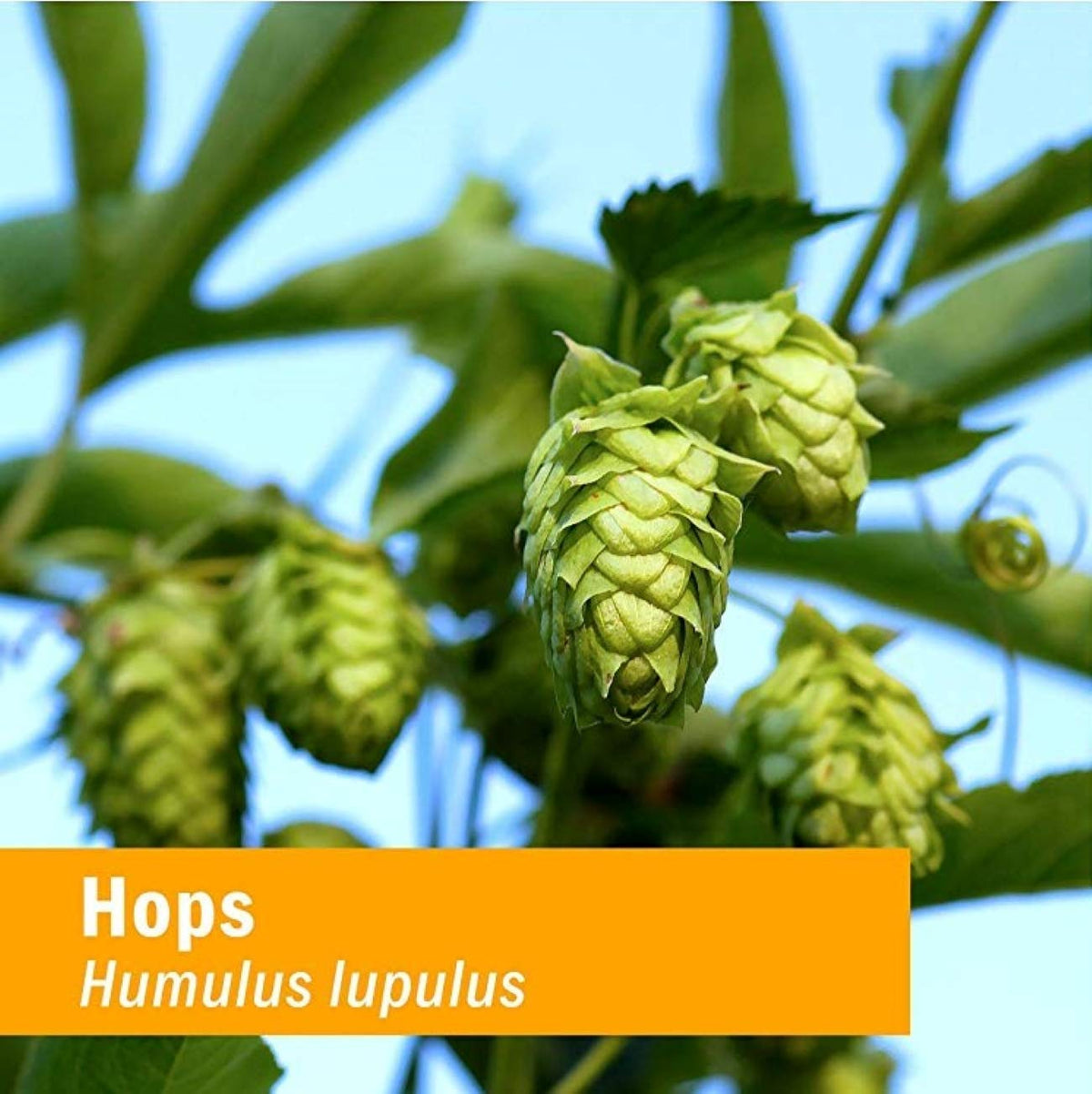 Herb Pharm Hops Liquid Extract for Nervous System Support - 4 Fl Oz - image 2