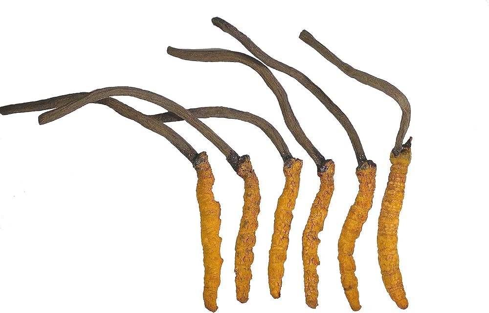 VEDASALE Wild Cordyceps Sinensis Mushroom for Energy - 5g - image 3