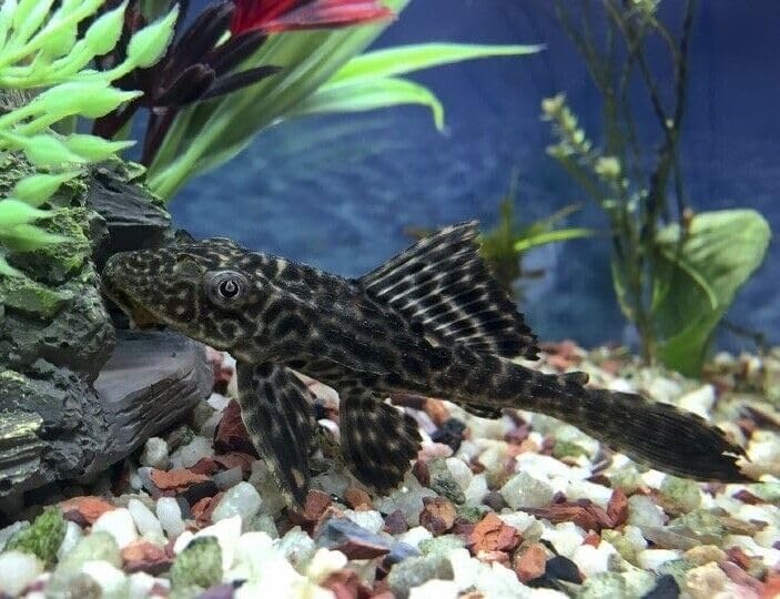 Aquatic Foods Calcium Feeder Shells Small & Medium - 200ct - image 5