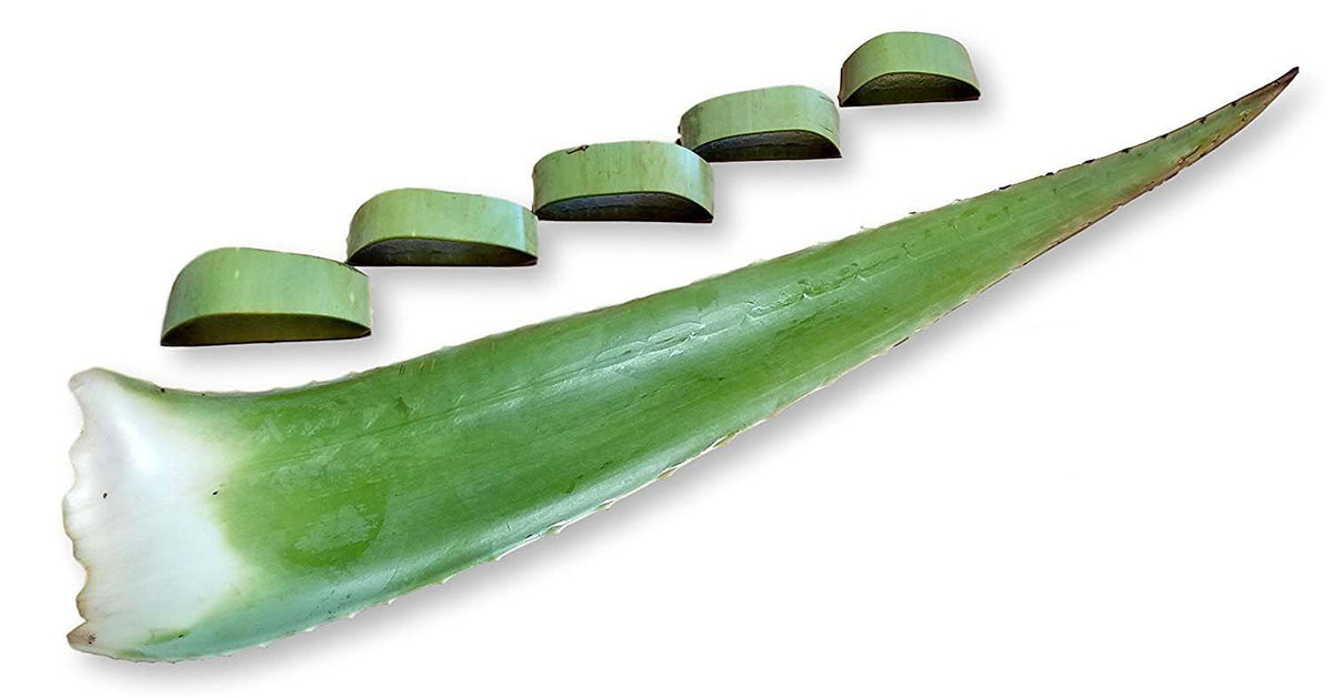 Barbadensis Organic Aloe Vera Leaves - 3 Pounds
