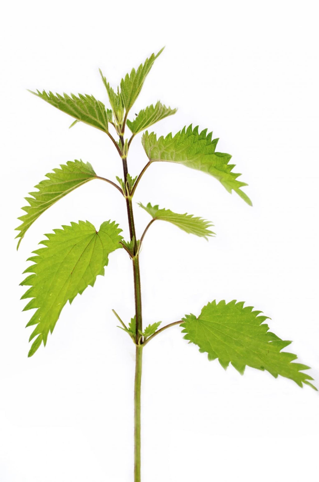 Bluechai Stinging Nettle Seeds Vegan Protein - 20g - image 5