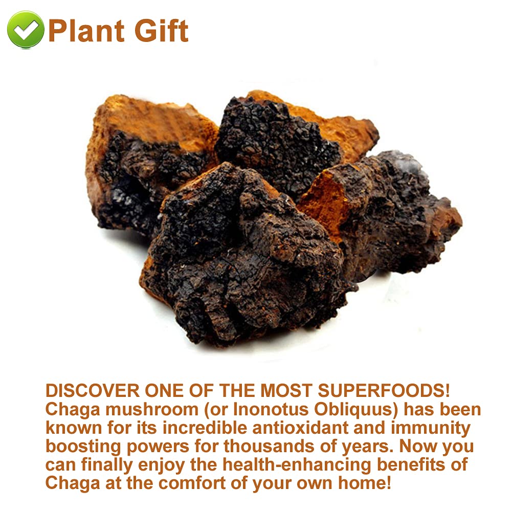 Plant Gift Chaga Mushroom Tea Chunks - 125g - image 3